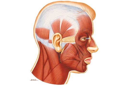 Figure 143 Selected Muscles Of The Chin And Neck A Lateral