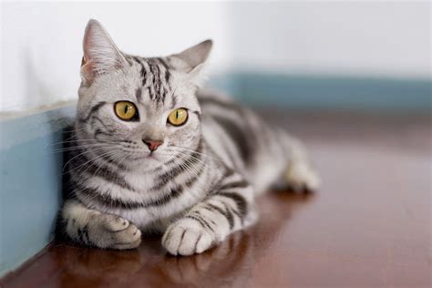 american shorthair cat breed   cats