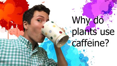 Regardless of type, all contain caffeine. Why do plants contain caffeine? - YouTube