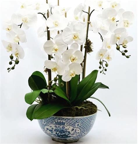 40 Amazing Orchid Arrangements Ideas To Enhanced Your Home Beauty Page 22 Of 40 Orchid