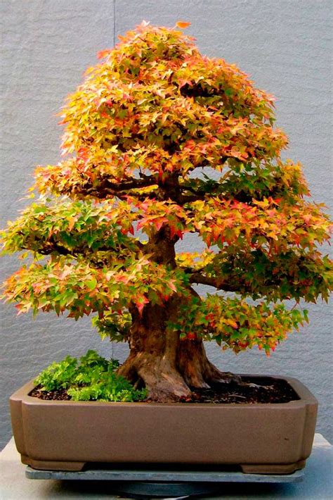 This will wake the tree up at the earliest point, and help encourage more growing time every day. 5 Arts Similar to Growing a Bonsai Tree You Didn't Know About