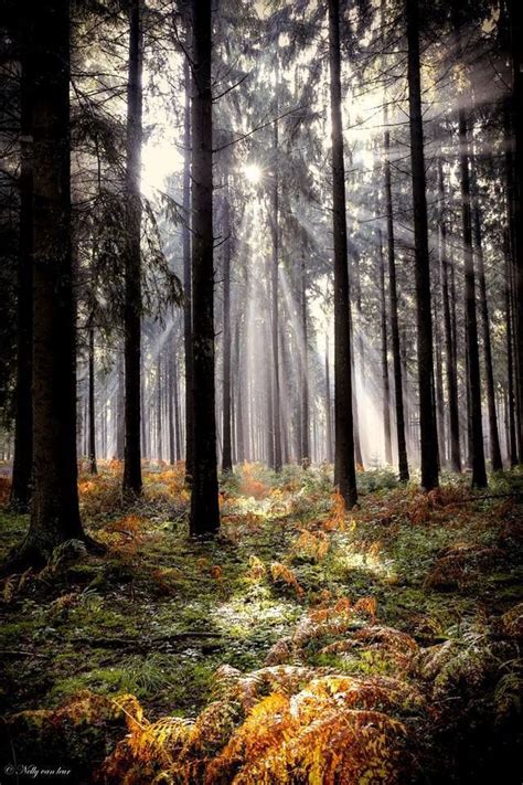 Forest Light Forest View Magical Forest Beautiful Places To Visit