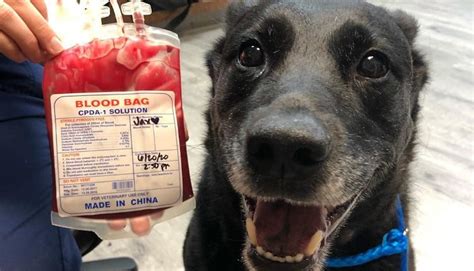 Perro Dona Sangre Para Salvar A Un Cachorro ¿cómo Funciona La Donación