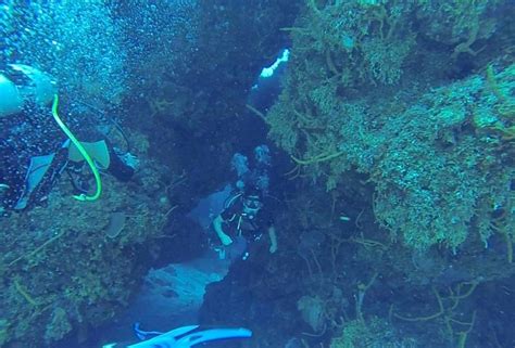 Cozumel Coral Reef Private Scuba Diving All You Need To Know Before