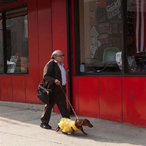 Danny DeVito Fue Tendencia En Las Redes Por Pasear Un Perro Salchicha Por Manhattan Ciudad