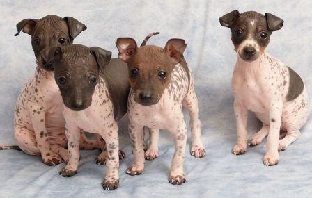 The american hairless terrier (aht) is a newbie on the block, and the only hairless breed native to the united states. American Hairless Terrier Info, Temperament, Puppies, Pictures