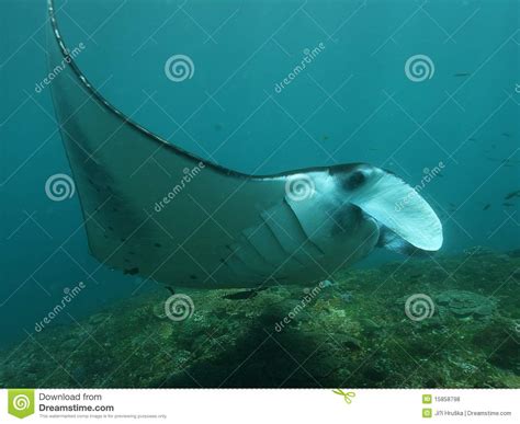 Manta Ray Stock Photo Image Of Flying Ocean Sealife 15858798