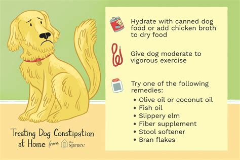 Constipation In Dogs And How To Treat It
