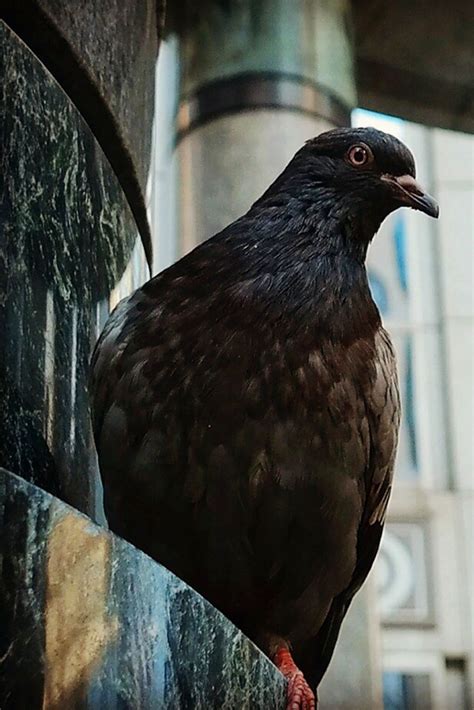 Pigeon Sitting On A Building In New York Pigeon Beautiful Birds Animals