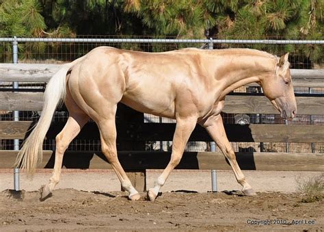 Golden Horses 9 Breeds With Amazing Shiny Gold Coats Helpful Horse