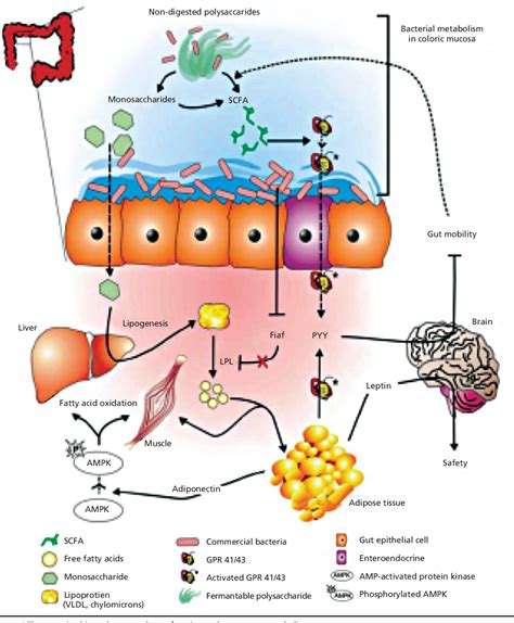 Figure 4 From The Role Of The Gut Microbiome In The Pathogenesis And