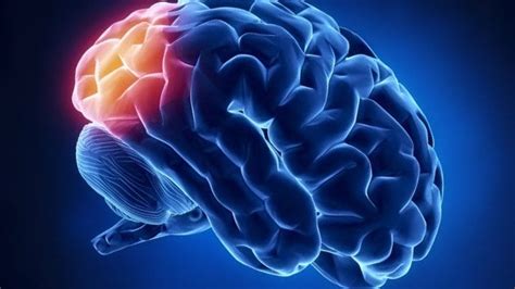 Stroke In The Occipital Lobe What It Affects And How To Recover