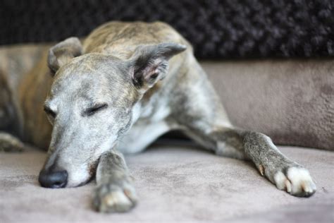 Do Greyhounds Make Good Apartment Dogs