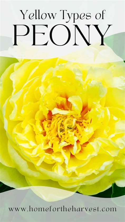 15 Yellow Peonies Stunning Varieties Home For The Harvest