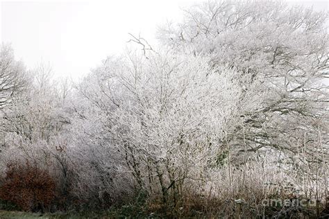 Trees Covered In Hoar Frost Photograph By Dr Keith Wheelerscience