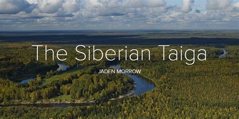 The Siberian Taiga