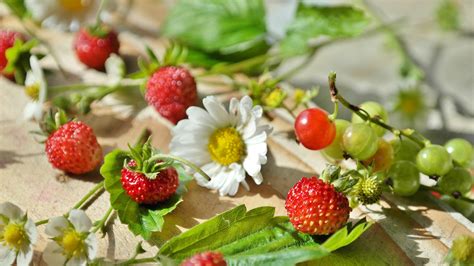 Free Images Berry Sweet Flower Daisy Ripe Meal Food Red