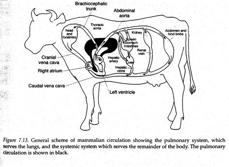 The Cardiovascular System Of A Cattle
