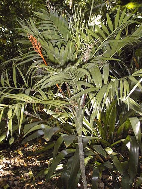Those living in the victorian era coveted these plants to show others how stinking rich—er. Parlor Palm (Chamaedorea elegans)
