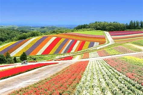 Hokkaidos Top Sightseeing Of Farm Tomita Shikisai No Oka In Biei