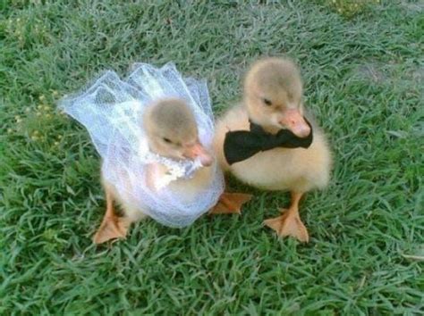 35 Totally Blessed Duck Images To Make You Smile Artofit