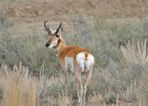 Pronghorn Antelope Free Stock Photo Public Domain Pictures