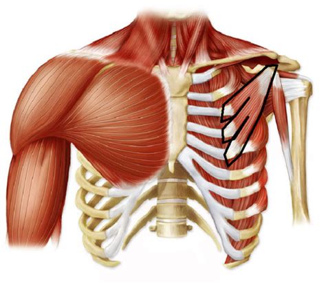Muscles Of The Shoulder Complex And Upper Arm Flashcards Quizlet