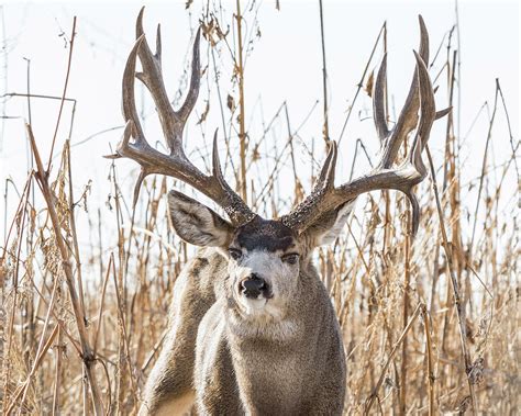 Massive Mule Deer Buck Photograph By Chris Augliera Pixels
