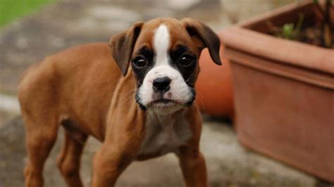 Boxer Price Temperament Life Span