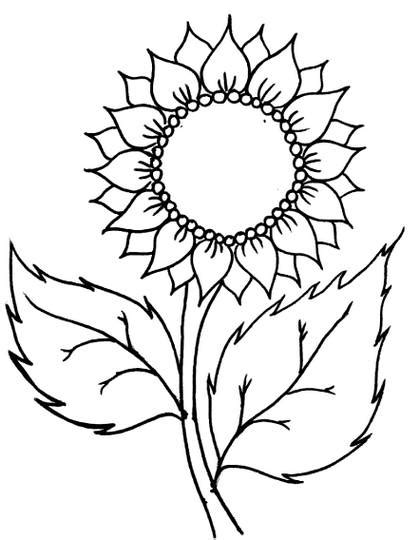 Gambar Bunga Matahari Sketsa Kolase Koleksi Gambar Bunga