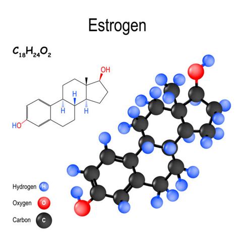 Best Estrogen Illustrations Royalty Free Vector Graphics And Clip Art