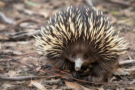 You are going to be overseas when the sale of an asset occurs, i.e. Echidnas Are the Rototillers of Australia | TakePart