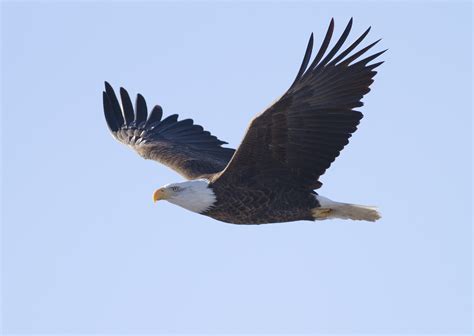 Filebald Eagle Haliaeetus Leucocephalus Wikimedia Commons
