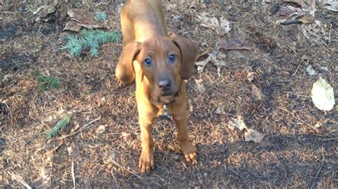 Penny The Redbone Coonhound Puppy Baying And Biting Youtube