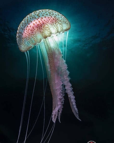 Scubapilgrim Sur Instagram A Beautiful Medusa Jellyfish Spotted At