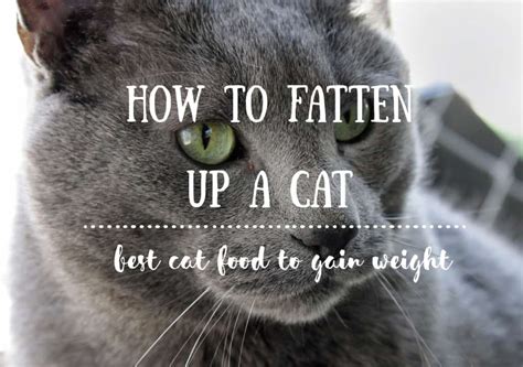 Sometimes weight gain for cats can be achieved simply by increasing the portion sizes, to encourage them to eat more than what they are currently consuming. How to Fatten up a Cat | Best Cat Food to Gain Weight ...