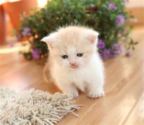 Buy and sell munchkins kittens & cats uk with freeads classifieds. Munchkin Cats For Sale | Colorado Springs, CO #195825 ...