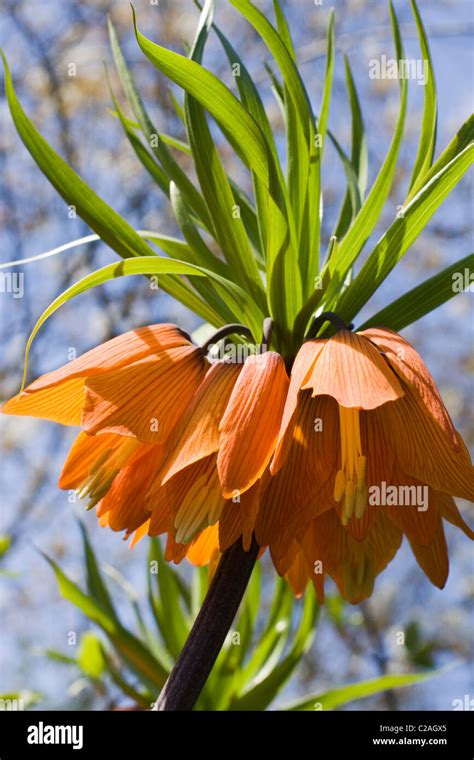 Fritillaria Imperialis Crown Imperial Flower In Full Bloom Stock Photo