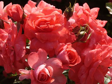 Salmon Vigorosa® Rose Palatine Fruit And Roses