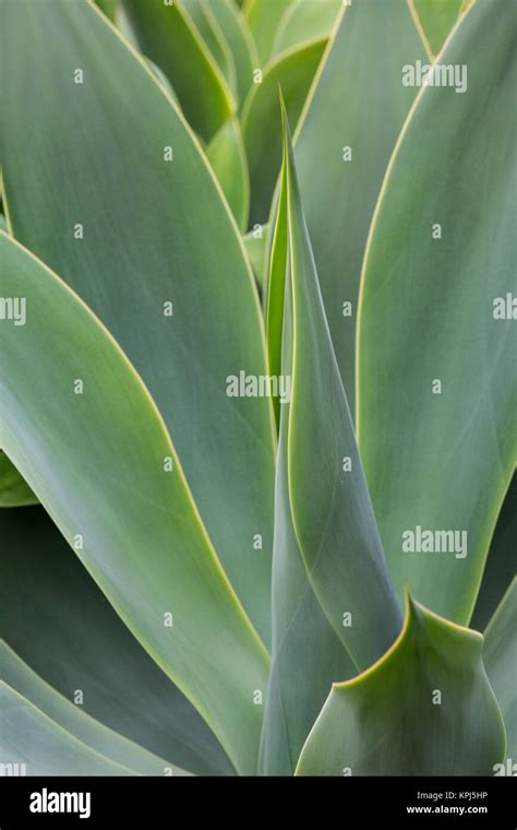 Green Agave Plant Hawaii Fotografías E Imágenes De Alta Resolución Alamy