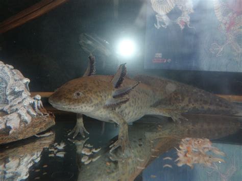 Axolotl Haltung Im Aquarium Wichtige Tipps Zur Pflege And Mehr