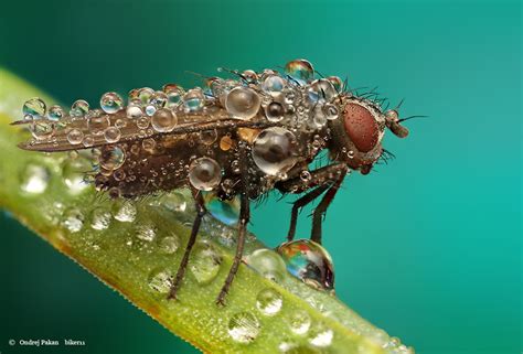 Amazing Macro Photographs Of Insects Covered In Dew By Ondrej Pakan