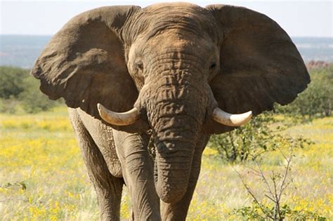 Killing Of Desert Elephant Sparks Uproar In Namibia Abs Cbn News