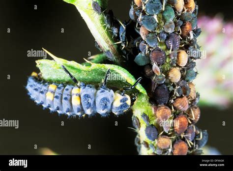 Larva Of A Seven Spot Ladybird Is Eating Aphids Coccinella