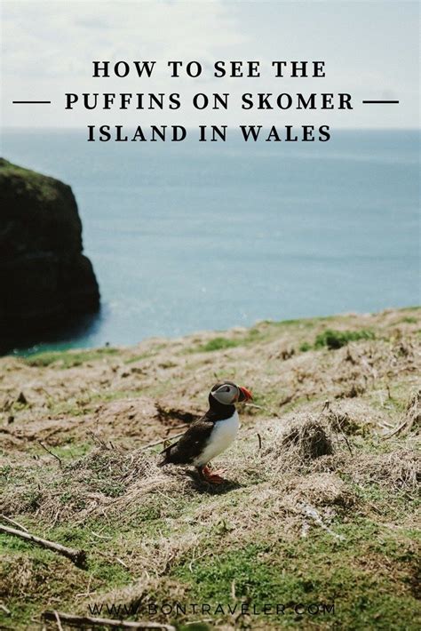 How To See The Puffins On Skomer Island In Wales Island Outdoor