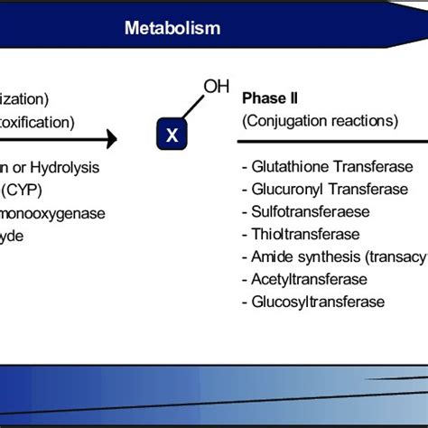 Schematic Description Of The Two Main Phases Of Drug Metabolism In