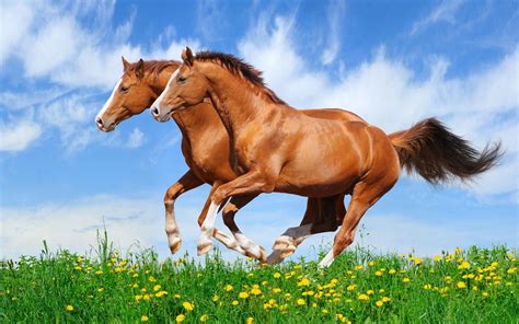 Two Red Horses Galloping In A Field With Green Grass Beautiful Hd