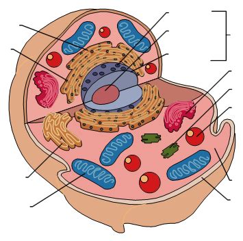 Check this diagram and learn m. Blank Animal Cell Diagram - ClipArt Best