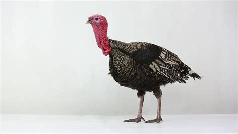 turkey isolated on white background stock footage video 100 royalty free 4241390 shutterstock