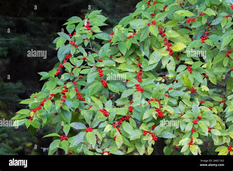 Winterberry Holly Ilex Verticillata Bush Laden With Red Berries In